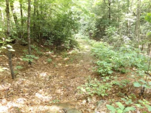 The area of the Pound Gap Massacre also known as Killing Rock.   The photograph was taken by Joanna Adams Sergent on location.