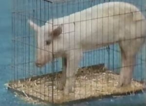 Photo of the actual pig in the cage on the Family Feud Hatfield and McCoy Edition