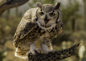 The Great Horned Owl as found on the website Shutterbug.  Photographer unknown.