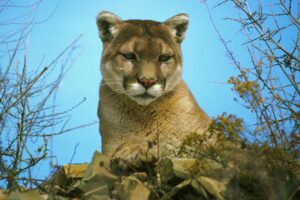The Mountain Lion.  It is often mistaken for the Wampus Cat.